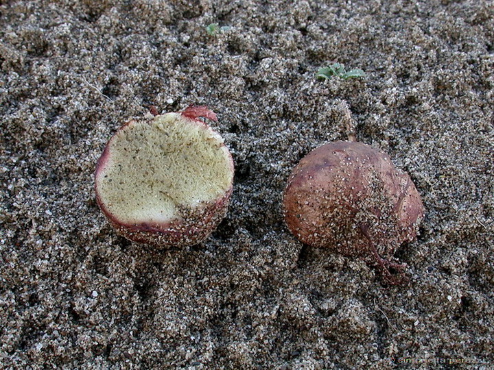 Funghi delle dune e retrodune...